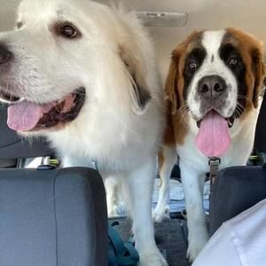 Meet your Posher, Dottie